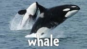 Ocean Animal Sounds