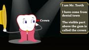 Tooth Structure | #aumsum #kids #science #education #children