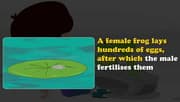 Life Cycle of a Frog | #aumsum #kids #science #education #children