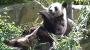 Chinese Animals | Animals for Kids | Wild Animals
