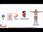 Animals Cells Structure &amp;amp; Functions Animation Video for Kids