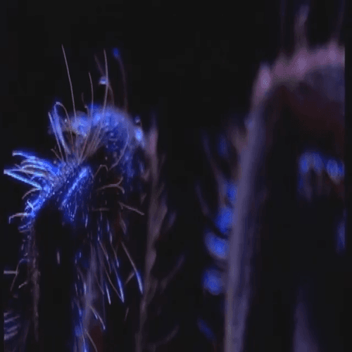 Science Screen Report for Kids- Tarantula - Up Close and Personal - Volume 17, Issue 5