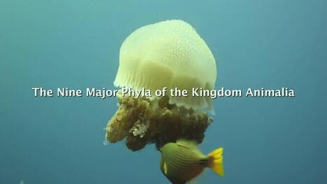 Biological Classification - Nine Major Phyla of the Kingdom Animalia