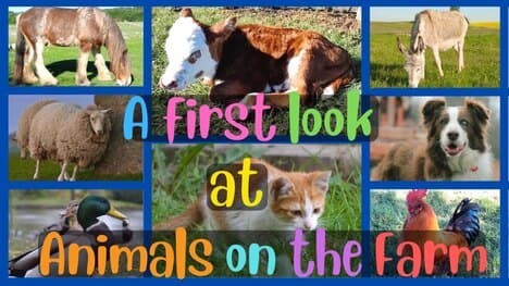 Learn About Farm Animals