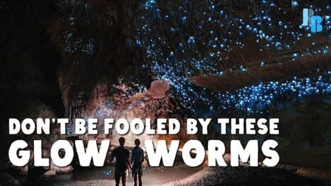 New Zealand Glowworms Eat Like Spiders