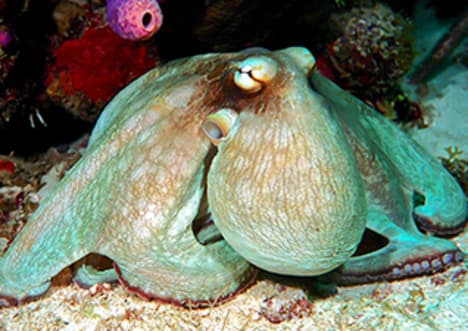 Octopus