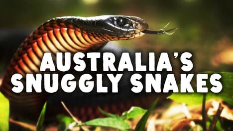Not Everything in Australia Wants to Kill You