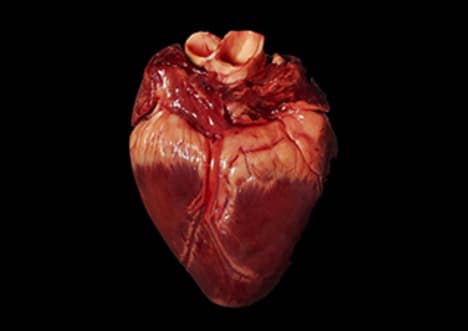The Heart - Heart Basics