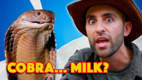 King Cobra - World's Deadliest Venom Milking!