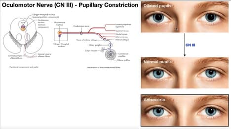 Cranial Nerve III - Oculomotor Nerve [Part 2] | Origin, Structure, Pathway & Function
