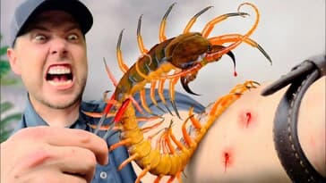 Bitten by the Black Flame Centipede!