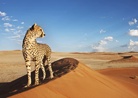 Cheetah