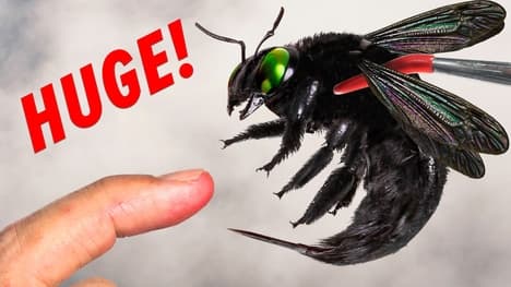 Stung by a Giant Black Bee!