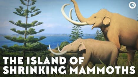 The Island of Shrinking Mammoths