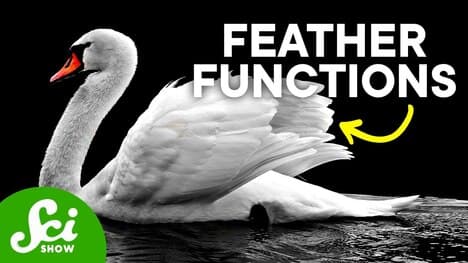7 Strange Ways Birds Use Their Feathers
