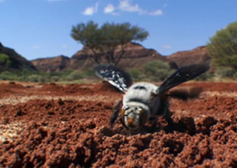 Dawson's Bee