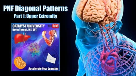 Upper Extremity PNF Diagonal Patterns EXPLAINED