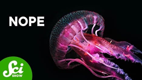 Why Don’t Jellyfish Look Like That?
