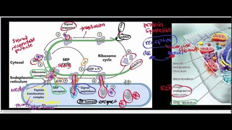 The Rough Endoplasmic Reticulum and Golgi Apparatus