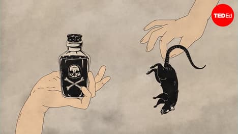 The history of the world according to rats | Max G. Levy
