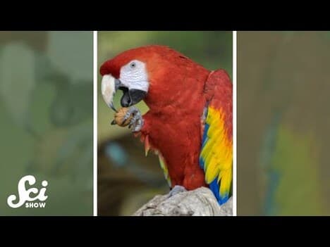 Do birds have a dominant foot? #shorts #science #SciShow