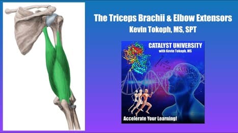 Triceps Brachii and Elbow Extensors | Origin, Insertion, Action, & More