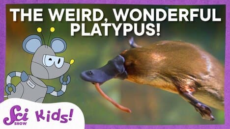 What On Earth is a Platypus? | SciShow Kids