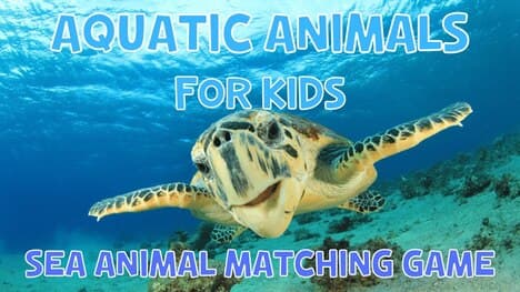 Aquatic Animals And Game For Kids