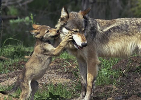 Dogs and Wolves: Nature or Nurture?