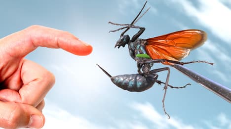 Stung by a Giant Tarantula Hawk!