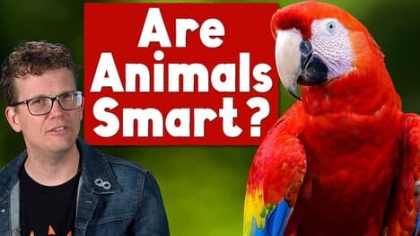 What Makes An Animal Smart?
