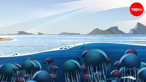TED-Ed: The one thing stopping jellyfish from taking over | Mariela Pajuelo and Javier Antonio Quinones
