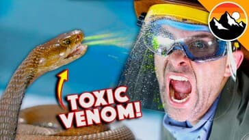 Spitting Cobra vs My Face