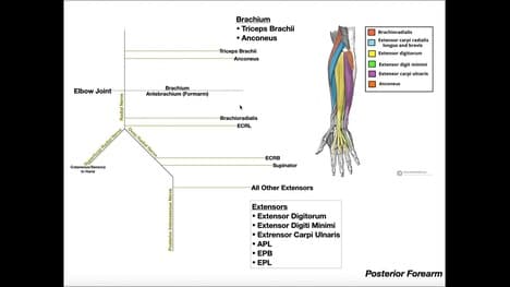 ORGANIZE! Posterior Forearm Muscle Innervation
