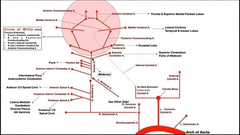 Overview of Brainstem and Brain Blood Supply