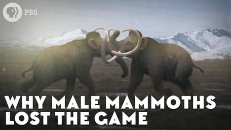 Why Male Mammoths Lost the Game (w/ TierZoo!)