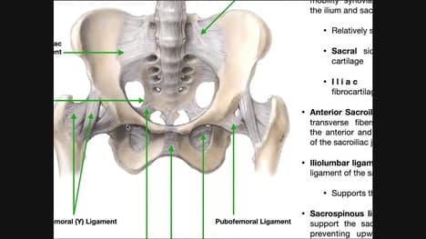 The Sacroiliac Joint [Part 1] | Major Ligaments & Structures