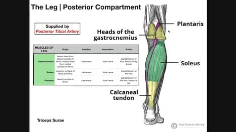 Superficial Posterior Leg Compartment | Origins, Insertions, Etc.