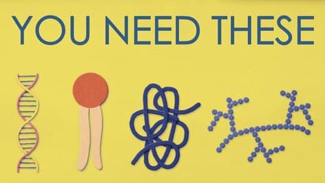 These are the 4 main types of carbon-based molecules necessary for life