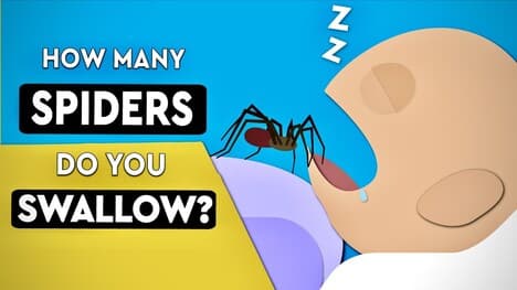 Do We Really Swallow 8 Spiders In Our Sleep Every Year