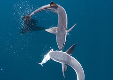 Remora Fish