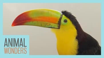 Toucan Plays Catch + Broken Leg Update