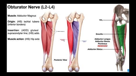 The Thigh | Muscles of the Medial Compartment [ADDuctors]