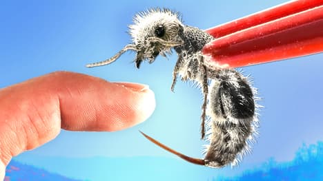 Stung by a Panda Ant!