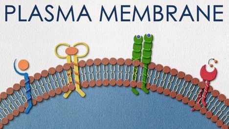 Plasma membrane: the security guard of the cell