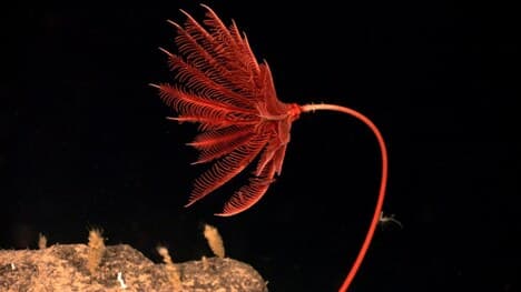Echinoderm Diversity Part 1: Class Crinoidea (Sea Lilies and Feather Stars)