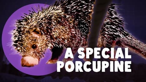 Not All Porcupines Are The Same
