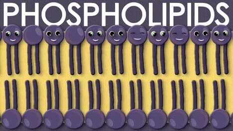 Phospholipids: types, structure and function