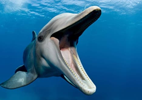 Ultrasound - Dolphin Communication