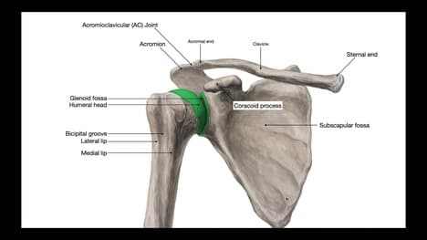 What Stabilizes the Glenohumeral Joint? [Part 1]